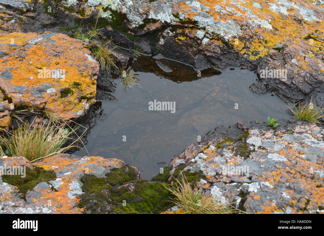 Mini Lake, situato in un parco nazionale, è un piccolo ma vitale ecosistema acquatico che supporta la fauna locale e le specie vegetali. Fornisce importanti risorse per la biodiversità all'interno del parco. Foto Stock