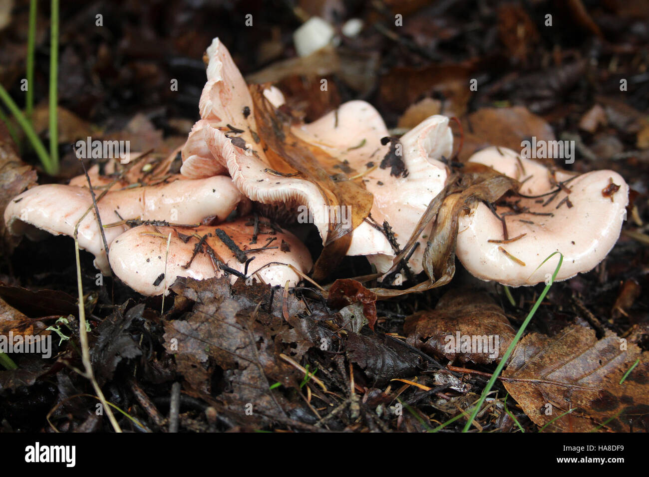 Questa immagine mostra i funghi autunnali in un parco nazionale, evidenziando l'importanza dei funghi negli ecosistemi come decompositori. Le specie contribuiscono al ciclo nutrizionale e alla biodiversità negli habitat dei parchi, rafforzando l'equilibrio ecologico. Foto Stock