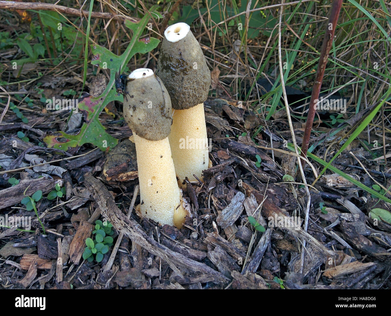 Il Common Stinkhorn è un tipo di fungo che si trova nei parchi nazionali del Midwest. È notevole per il suo aspetto distintivo e il forte odore, che attrae gli insetti per la dispersione delle spore. Il suo ruolo negli ecosistemi locali è fondamentale per la decomposizione e il ciclo dei nutrienti. Foto Stock