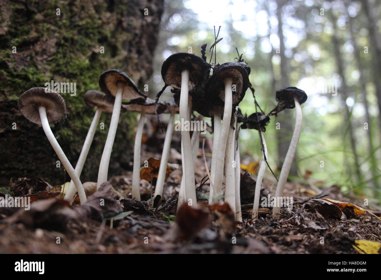 I funghi autunnali nel Midwest mostrano l'incredibile diversità delle specie fungine. Questi funghi svolgono un ruolo importante nella decomposizione della materia organica e contribuiscono alla salute degli ecosistemi forestali. Foto Stock
