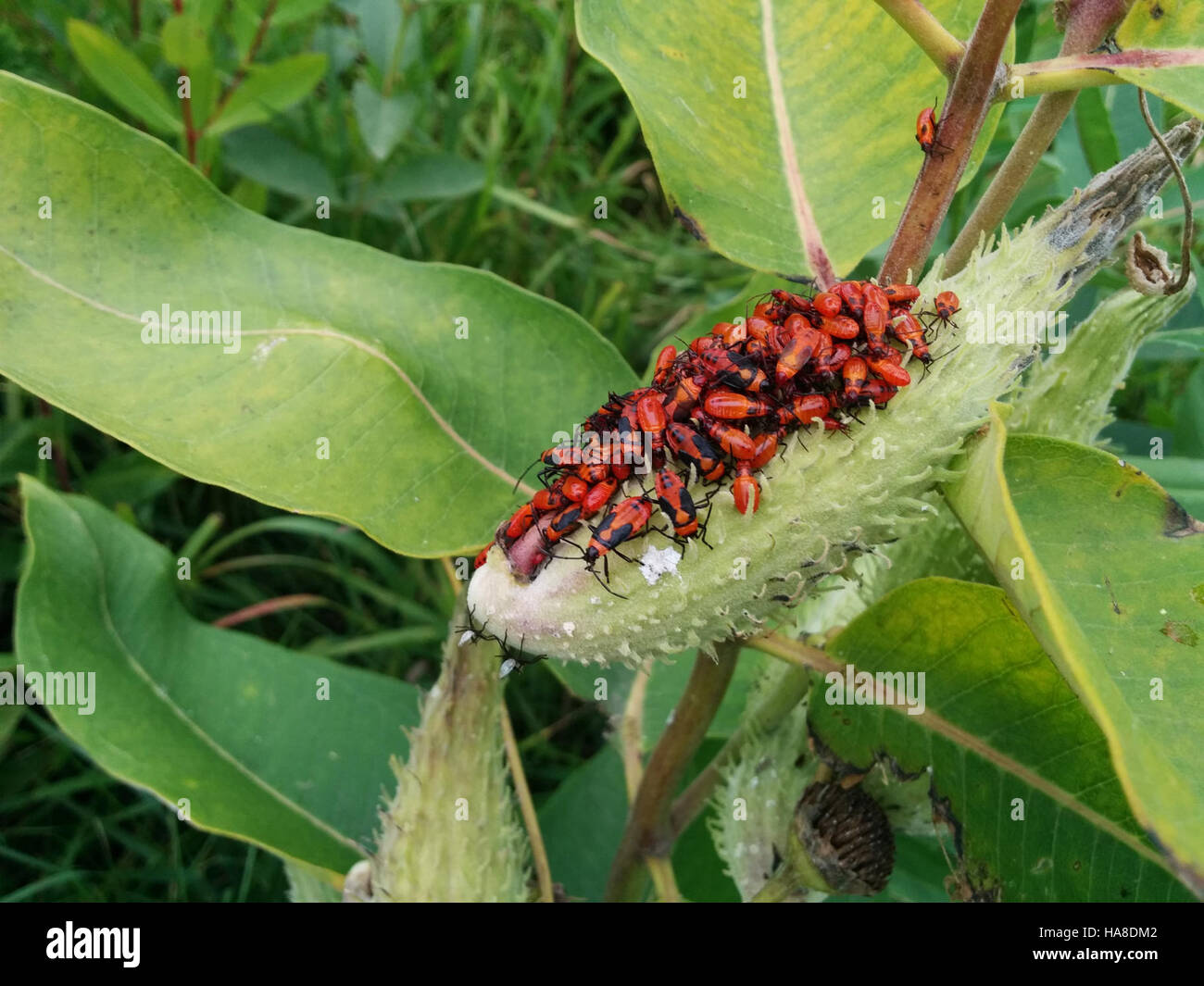 Nel loro habitat naturale all'interno di un parco nazionale si vedono giovani insetti di erba del latte. Questi insetti svolgono un ruolo importante nell'ecosistema, contribuendo al processo di impollinazione e fungendo da preda per altre specie. Foto Stock