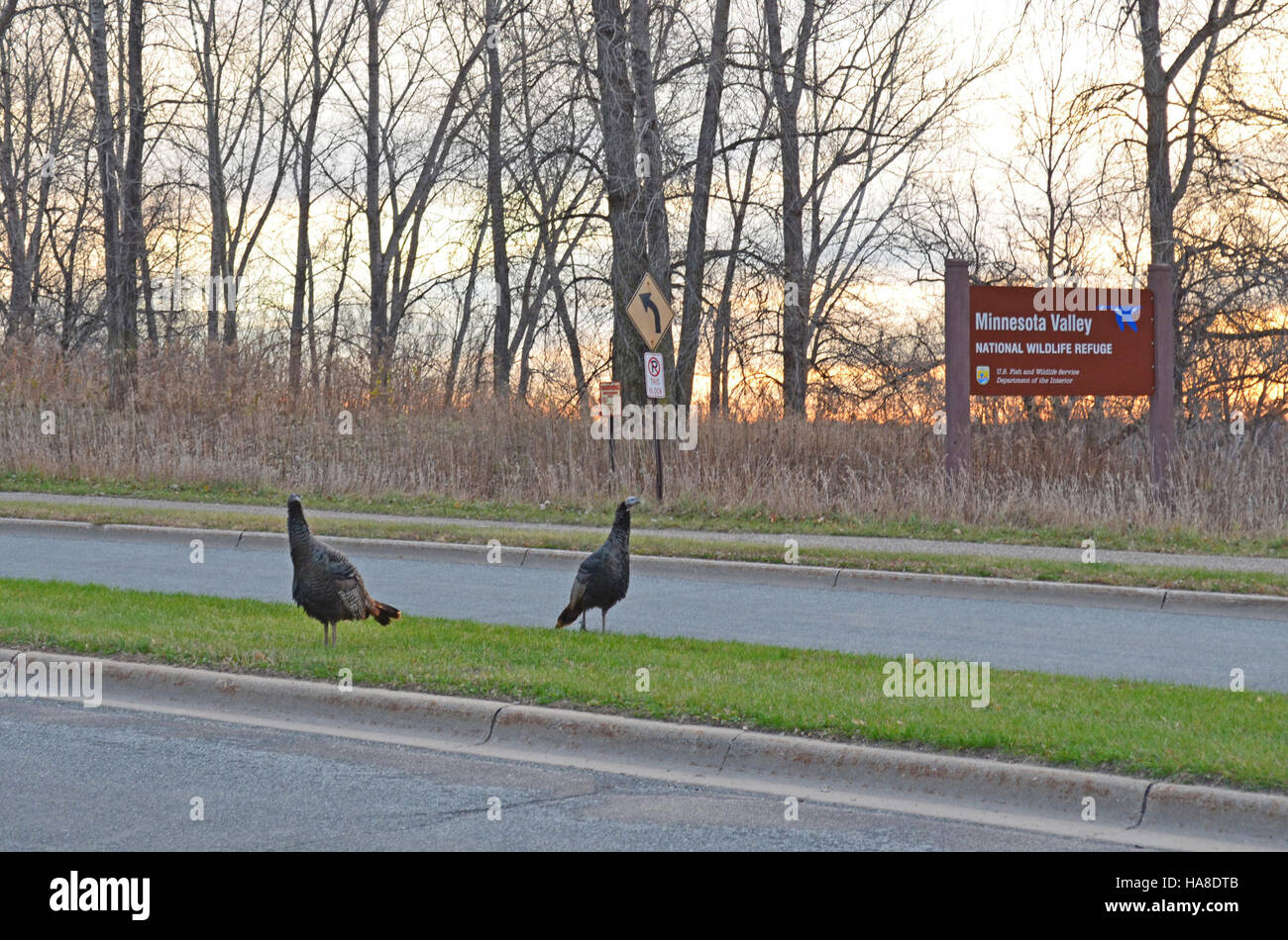 Questa immagine raffigura un tacchino selvaggio, spesso visto nel Midwest, che accoglie i visitatori in un parco nazionale. Questi uccelli fanno parte della fauna selvatica della regione e svolgono un ruolo importante nell'ecosistema locale. Foto Stock
