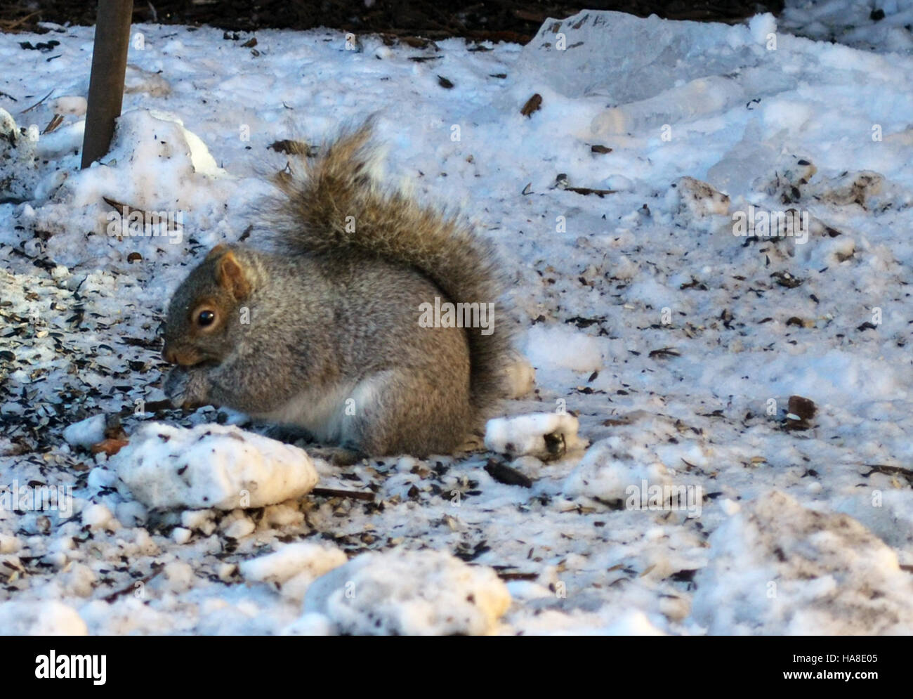 Gli uccelli in un parco nazionale degli Stati Uniti possono ammirare gli avanzi di semi di uccelli, un ricordo di come le attività umane e i visitatori del parco interagiscono con la fauna locale. Queste interazioni sono gestite attraverso programmi di conservazione della fauna selvatica per garantire l'equilibrio ecologico e proteggere gli ecosistemi del parco. Foto Stock