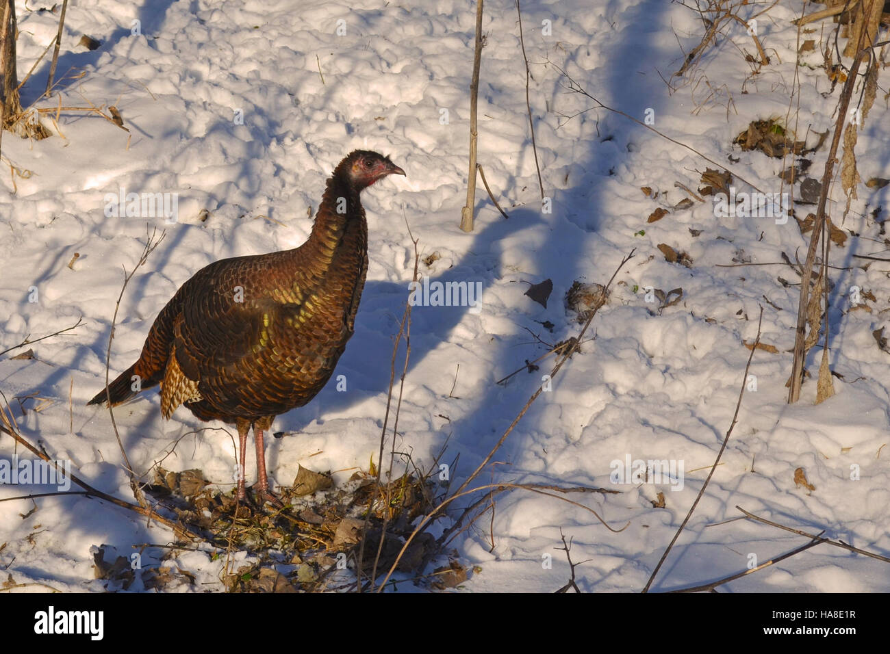 Una femmina di tacchino viene vista alla luce del sole invernale all'interno di un parco nazionale, mostrando la fauna selvatica nativa di questa regione. Questa immagine mette in evidenza il comportamento e l'adattamento della turchia ai climi freddi, comune nei parchi nazionali degli Stati Uniti midwest durante l'inverno. Foto Stock