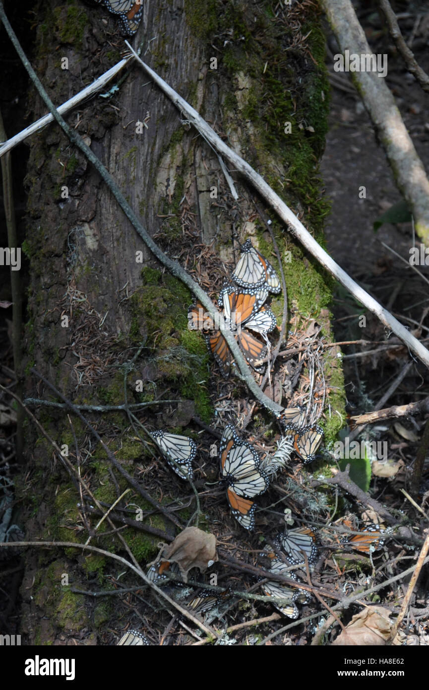 25380567642 usfwsmidwest monarchi sono vulnerabili agli eventi meteorologici estremi, specialmente dopo la caduta della migrazione dal sud del Canada e della tomaia negli Stati Uniti per il Messico. Foto Stock