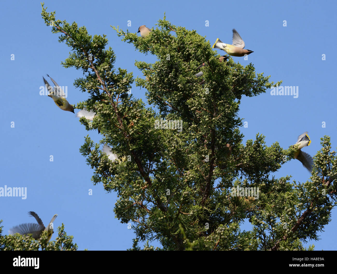 Un Cedar Waxwing arroccato su un albero in un parco nazionale, che mette in evidenza questa specie di uccelli migratori conosciuta per i suoi segni distintivi e il comportamento sociale. Questa immagine cattura la presenza dell'uccello in un ambiente protetto, contribuendo allo studio della biodiversità e del birdwatching. Foto Stock