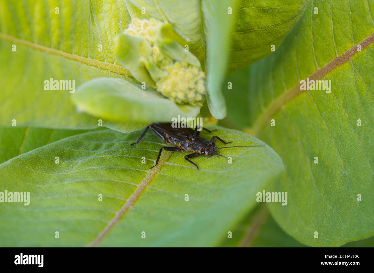 Una specie di fauna selvatica si nasconde in un parco nazionale, sottolineando l'importanza della conservazione della fauna selvatica. I parchi nazionali fungono da aree protette per la prosperità e la sopravvivenza di molte specie senza la minaccia di perdita dell'habitat o interferenze umane. Tali sforzi contribuiscono a mantenere la biodiversità e offrono opportunità di istruzione pubblica e di osservazione della fauna selvatica. Foto Stock