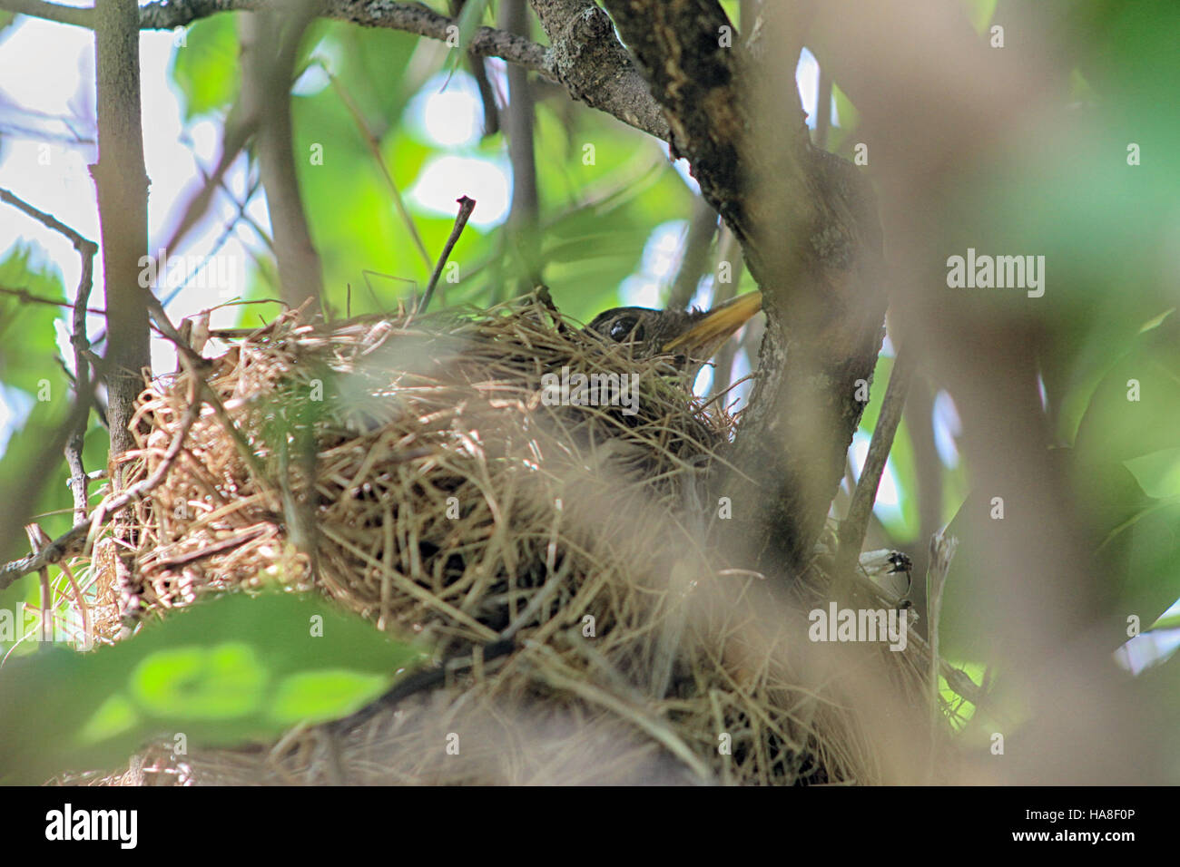 Questa immagine mostra un nido di robin, catturato da USFWS Midwest. Il nido presenta l'habitat naturale del robin, che fornisce uno sguardo sulla vita di questa specie di uccelli. Il nido mostra il design intricato e i materiali utilizzati da robins per costruire le loro case. Foto Stock Questa immagine mostra un nido di robin, catturato da USFWS Midwest. Il nido presenta l'habitat naturale del robin, che fornisce uno sguardo sulla vita di questa specie di uccelli. Il nido mostra il design intricato e i materiali utilizzati da robins per costruire le loro case. Foto Stock