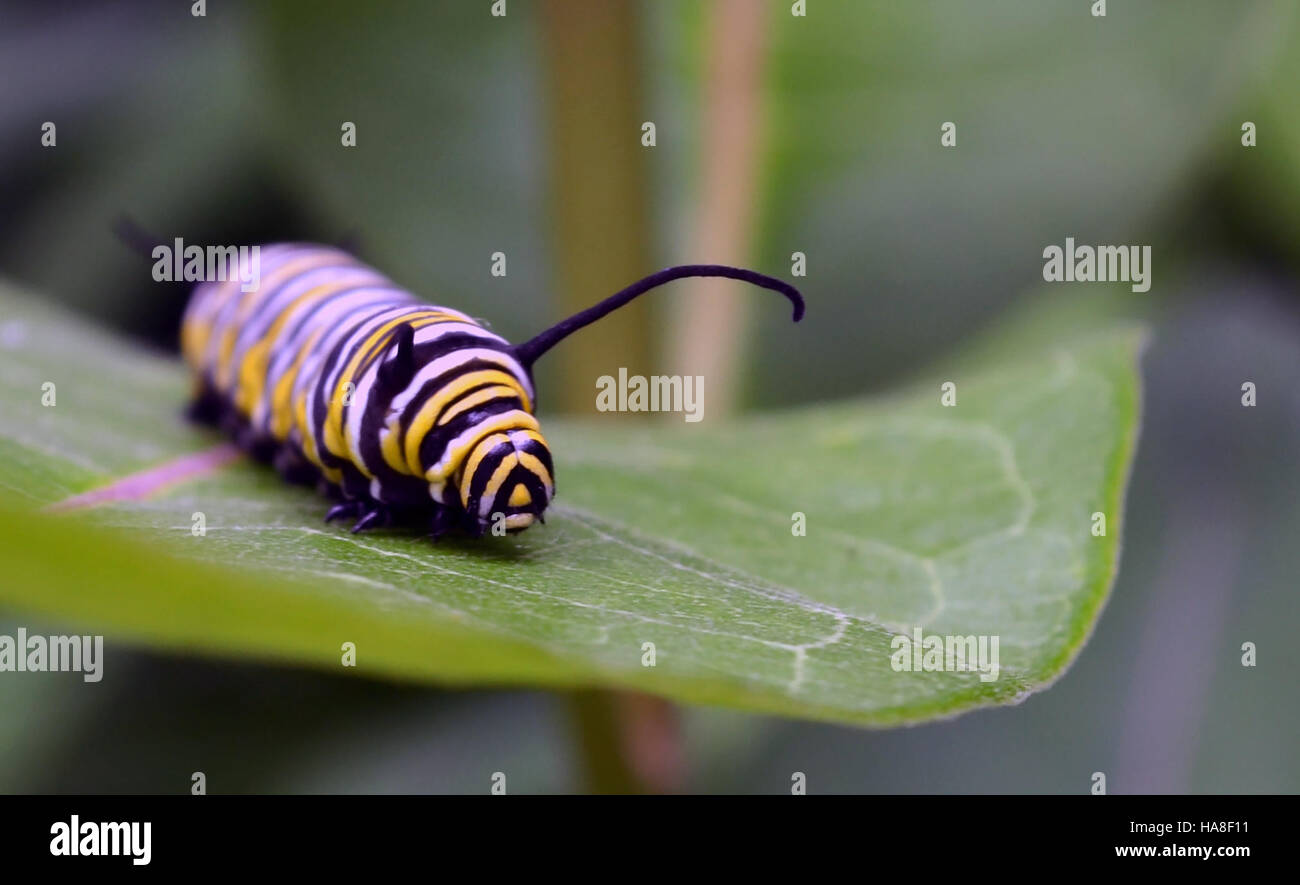 Una fotografia che mostra un monarca caterpillar che si nutre di erba del latte comune in Minnesota. L'immagine evidenzia l'aspetto distintivo di caterpillar e il suo ruolo nell'ecosistema come parte del suo ciclo di vita. Foto Stock