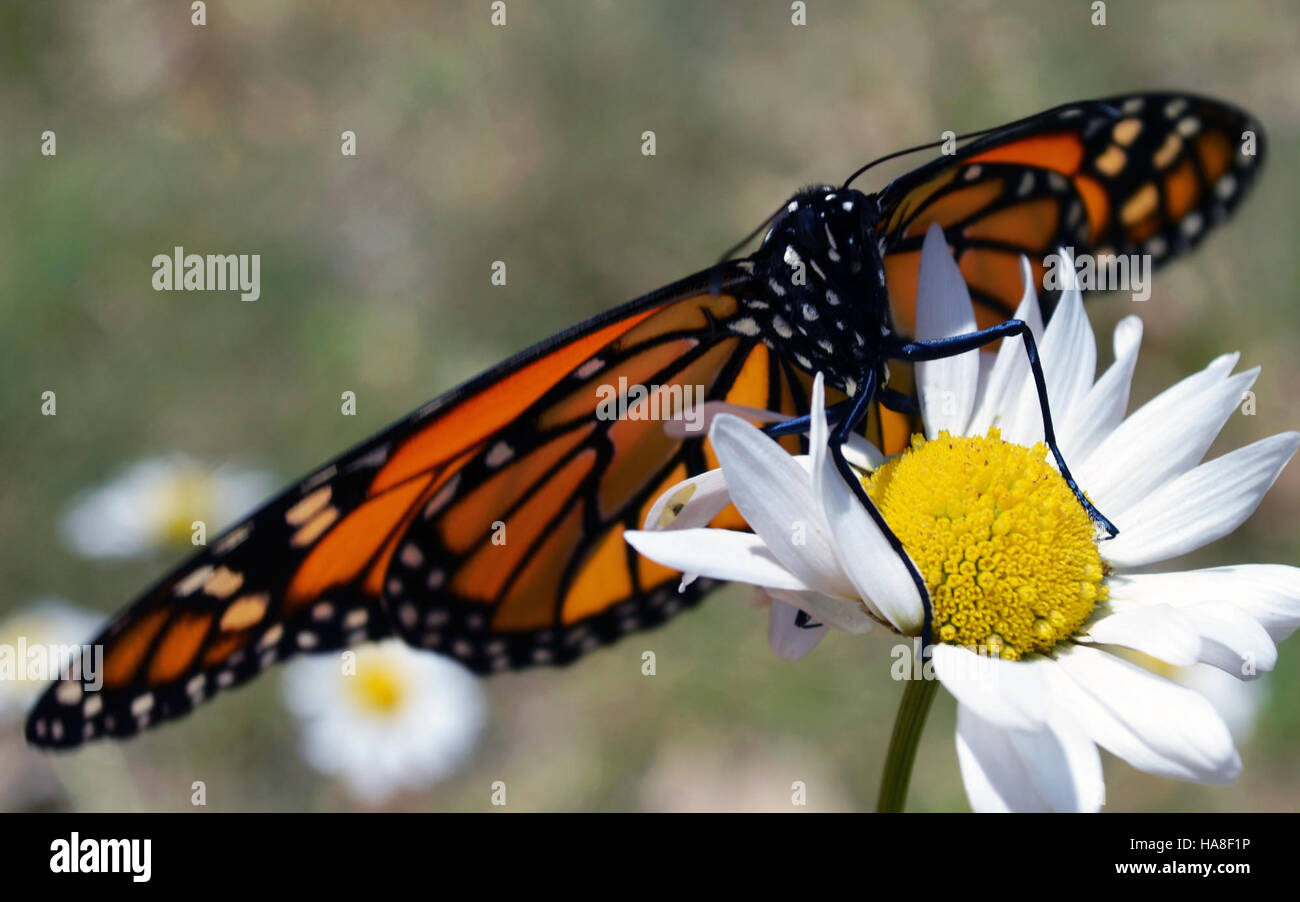 27850956870 usfwsmidwest farfalla monarca dopo emergente dalla crisalide Foto Stock