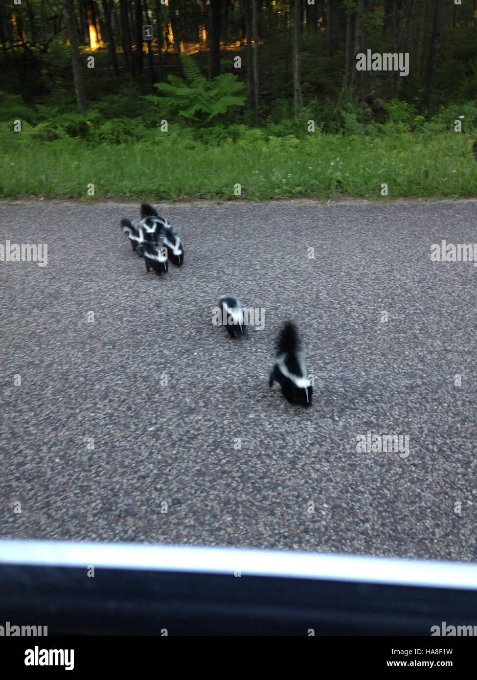 Questa immagine cattura una famiglia Skunk nel loro habitat naturale nel Midwest. Le puzzole sono note per la loro caratteristica pelliccia bianca e nera e per la loro capacità di rilasciare uno spray forte come meccanismo di difesa. Foto Stock