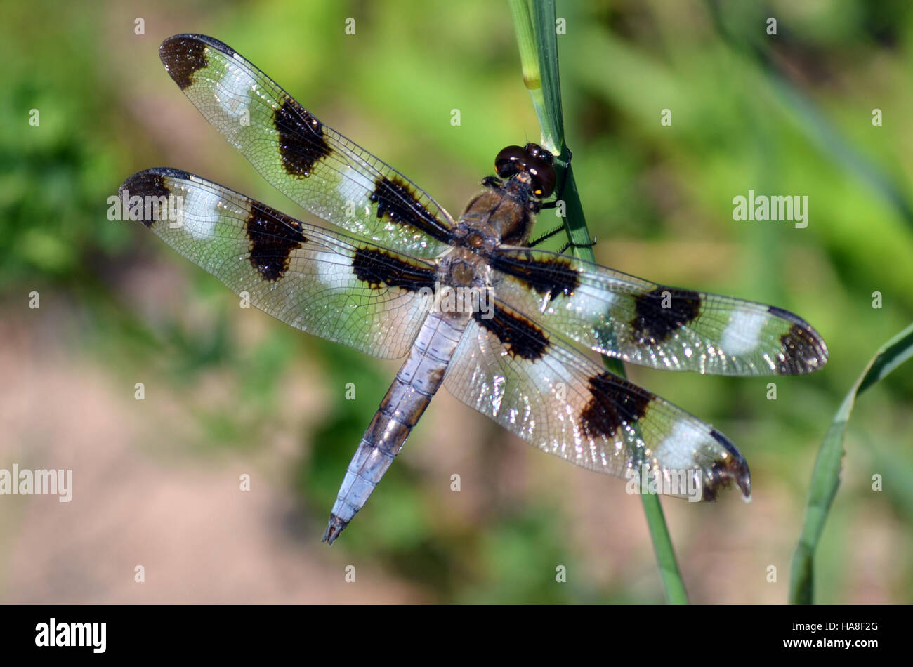 Lo Skimmer a dodici macchie, una specie di libellula originaria del Nord America, è nota per le sue macchie nere distintive lungo le ali e prospera negli habitat umidi. Foto Stock