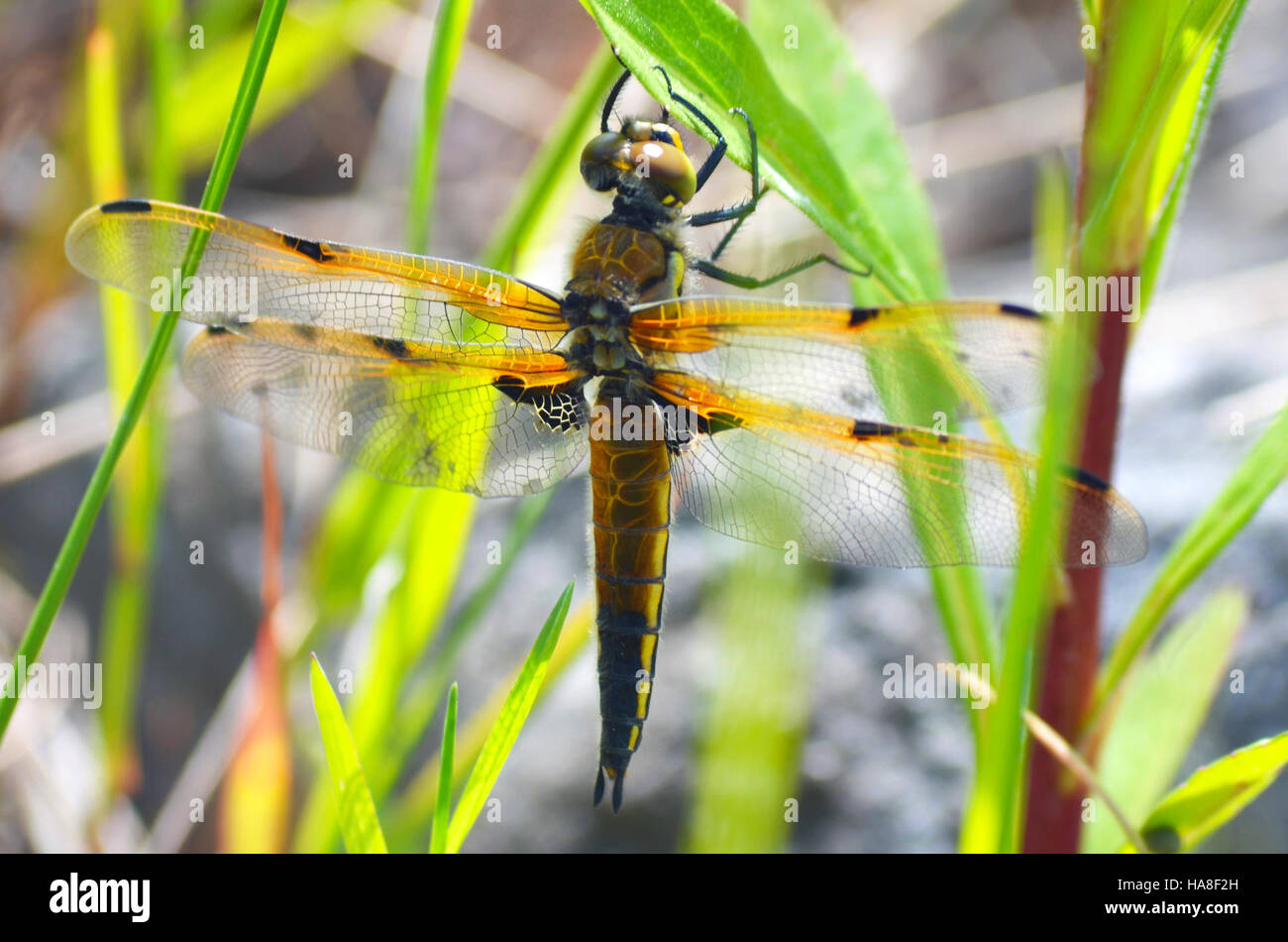 La Libellula quadrimaculata (Libellula quadrimaculata) è una specie di libellula presente in Nord America, caratterizzata da distintive macchie nere sulle ali. Foto Stock
