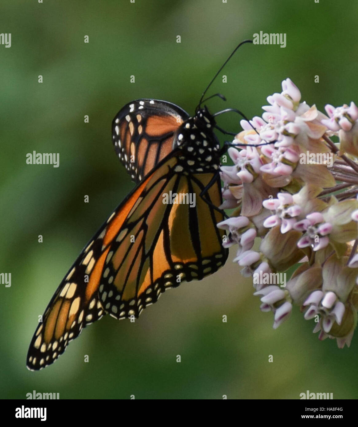 Questa immagine cattura la bellezza di una farfalla Monarch in Illinois, evidenziando le sue vivaci ali ali arancioni e i distintivi segni neri. Le farfalle monarca sono un simbolo di migrazione e si trovano comunemente in tutto il Nord America. Foto Stock