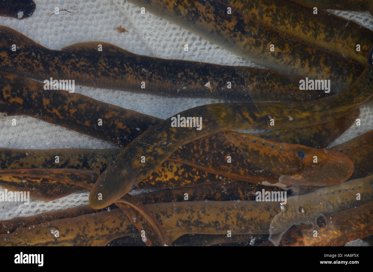 Una lampreda, una specie di pesce parassita, in un serbatoio d'acqua, nota per il suo corpo unico simile a quello di un’anguilla e la capacità di attaccarsi ad altri pesci usando una bocca a ventosa. Foto Stock