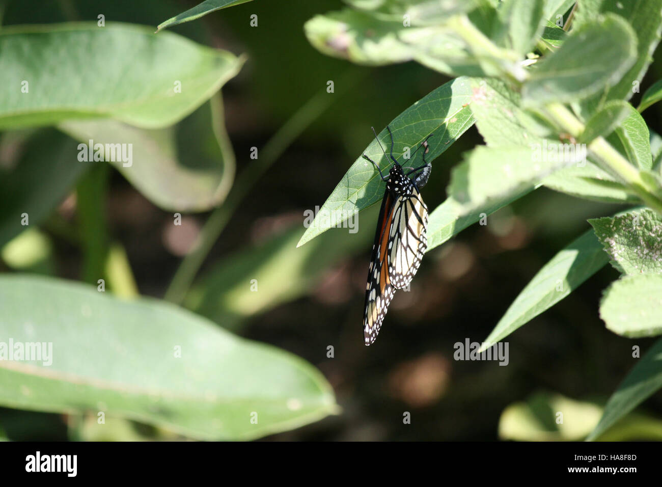 Questa fotografia mostra una farfalla Monarch in Ohio, che cattura le sue distintive ali ali arancioni e nere. Il monarca è un simbolo della migrazione, poiché viaggia per migliaia di chilometri ogni anno. Questa immagine evidenzia la bellezza e l'importanza ecologica della specie. Foto Stock