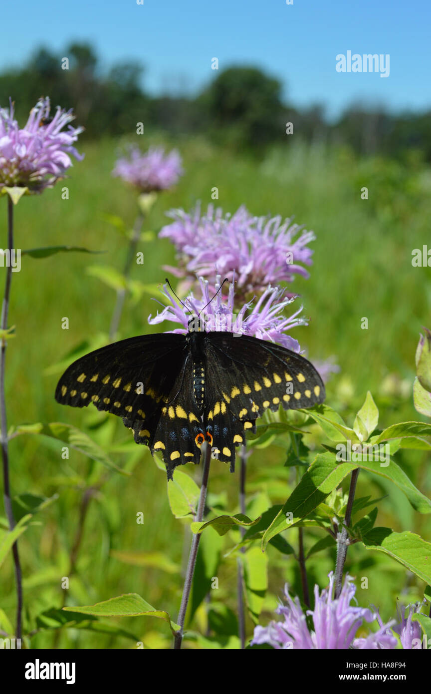 Una fotografia che cattura una farfalla Black Swallowtail, che mostra le sue distintive ali ali nere con macchie gialle e retrovisori blu. Foto Stock