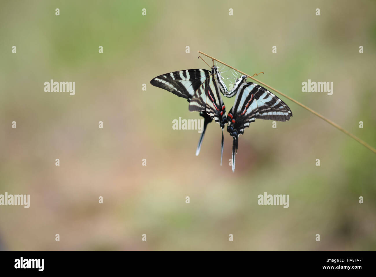 L'immagine raffigura una coppia di farfalle zebra a coda di rondine, nativa del Midwest. Queste farfalle sono note per i loro distintivi motivi a strisce bianche e nere e per il loro ruolo nell'impollinazione. Foto Stock