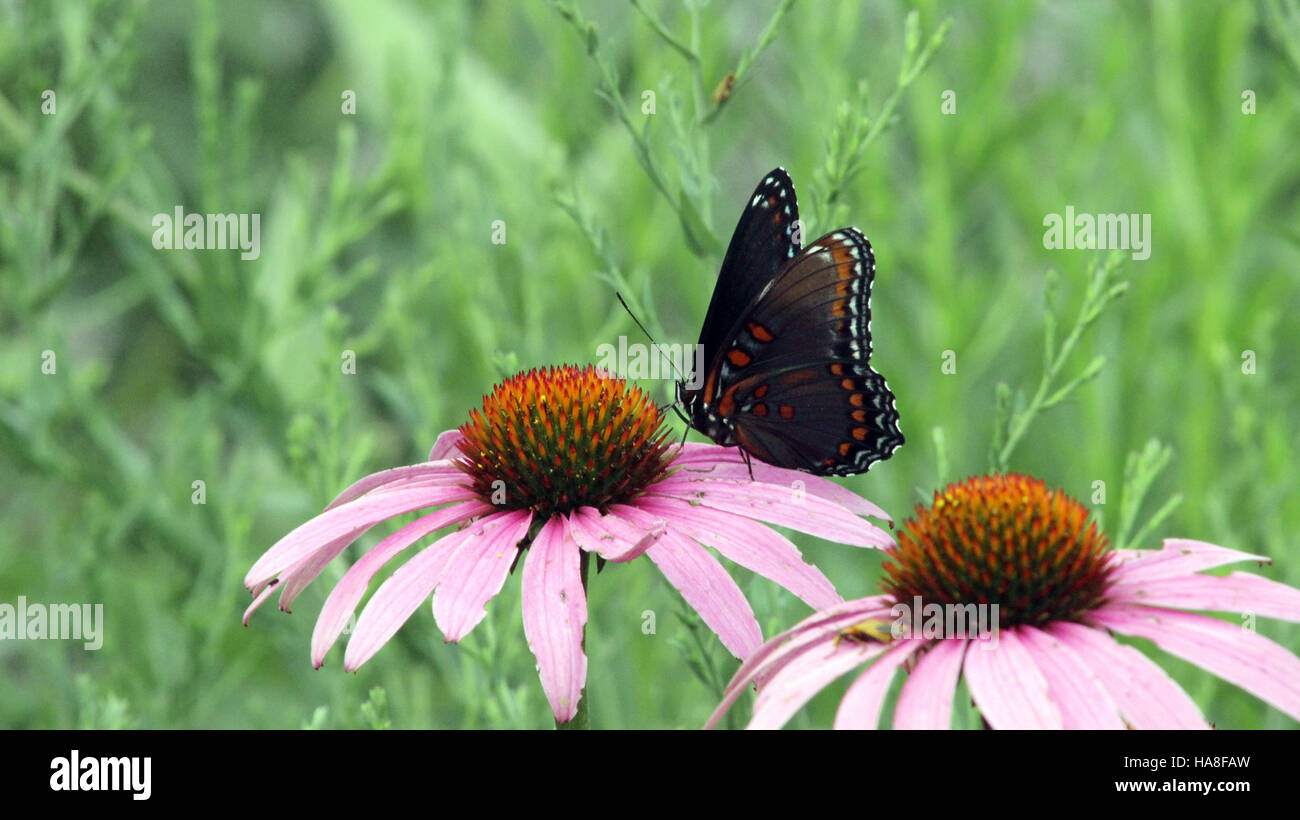 Una farfalla viola maculata rossa, originaria del Nord America, identificata nel Midwest degli Stati Uniti. La farfalla è conosciuta per le sue sorprendenti ali blu e nere con macchie rosse. Foto Stock