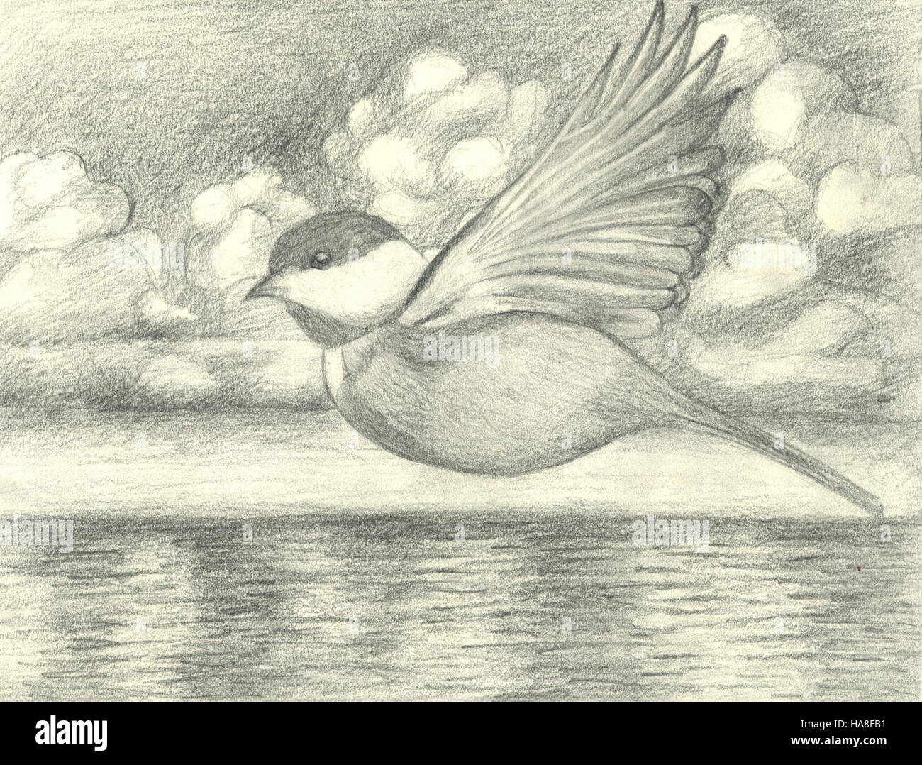 Questa immagine mostra un Chickadee dal tetto nero, un piccolo songbird non migratorio, fotografato da Angie Yu. Originaria del Nord America, questa specie è conosciuta per il suo caratteristico berretto nero e le sue chiamate allegre. Il chickadee si trova comunemente in aree boschive in tutto il Midwest. Foto Stock