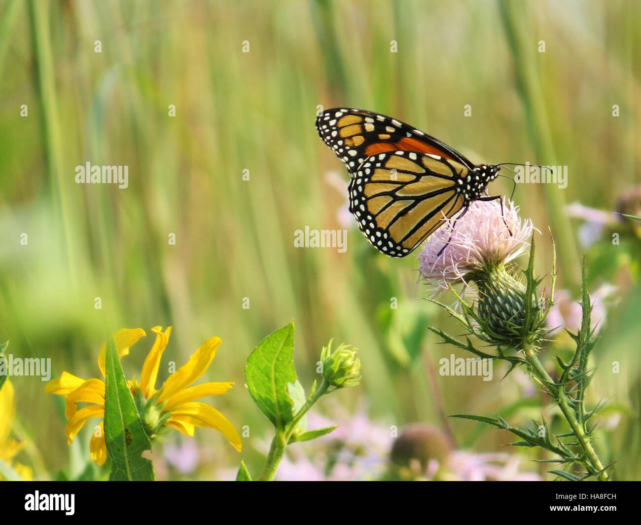 Una farfalla Monarch in Iowa, catturata nel suo ambiente naturale. La farfalla Monarch (*Danaus plexippus*) è nota per il suo lungo viaggio migratorio attraverso il Nord America. Il paesaggio naturale dell'Iowa fornisce un habitat ideale per queste farfalle durante il loro ciclo migratorio. Foto Stock