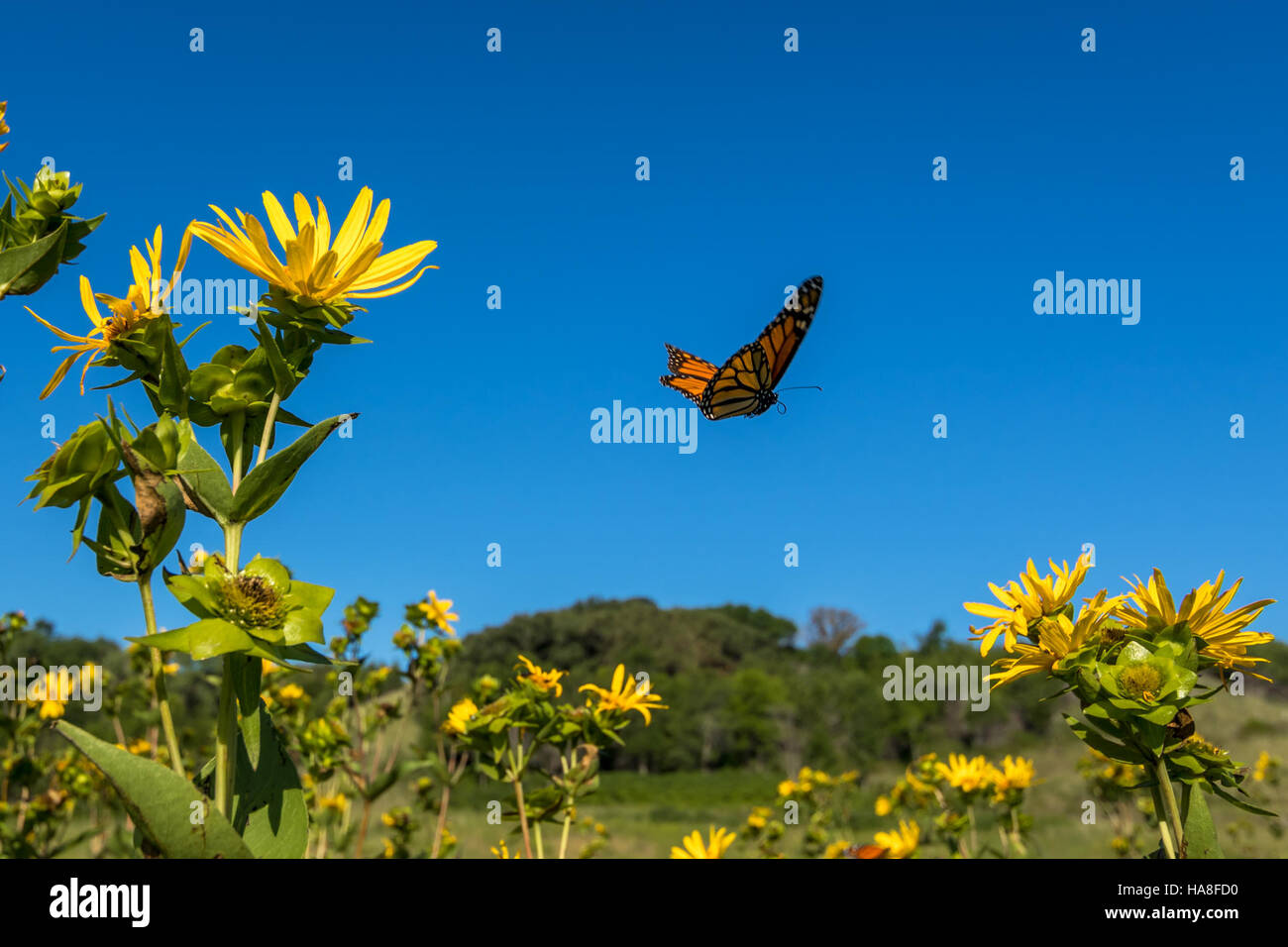 Questa immagine cattura una farfalla Monarch in Iowa, mostrando i delicati e intricati dettagli di questo iconico insetto. La farfalla Monarch è conosciuta per i suoi impressionanti motivi migratori e le vivaci ali ali arancioni e nere. La fotografia mette in evidenza la sua bellezza nell'ambiente naturale, servendo come promemoria della variegata fauna selvatica del Midwest. Foto Stock