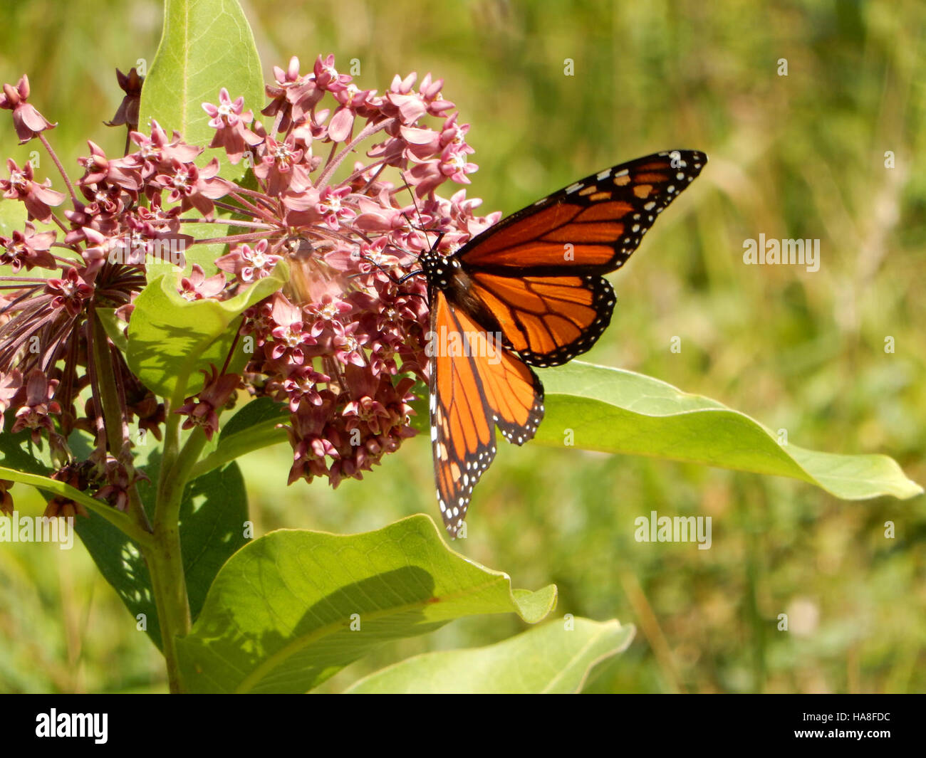 Una farfalla Monarch è visibile in Québec, Canada, con le sue distintive ali ali arancioni e nere. Conosciuto per il suo lungo viaggio migratorio, il monarca svolge un ruolo significativo nell'ecosistema, fungendo da importante impollinatore in Nord America. Foto Stock