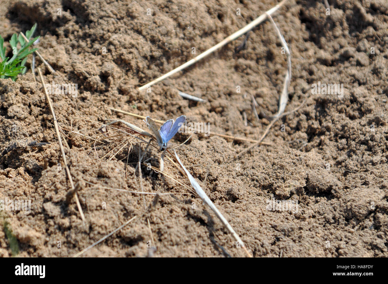 Una fotografia di una farfalla Karner Blue maschio, una specie in via di estinzione originaria del Nord America. La farfalla è mostrata nel suo habitat naturale, mostrando le sue distintive ali ali blu e importanza per la conservazione. Foto Stock