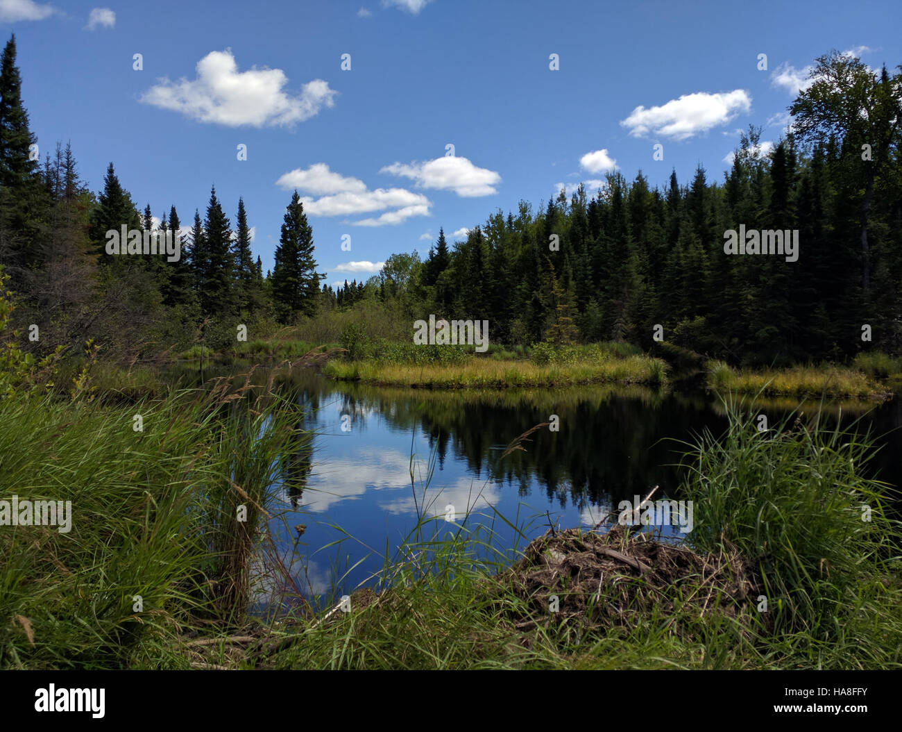 Questa immagine serena cattura i riflessi delle zone umide, mostrando la bellezza naturale degli ecosistemi delle zone umide. Le acque calme rispecchiano le piante e la fauna selvatica circostanti, evidenziando l'importanza ambientale delle zone umide. Foto Stock