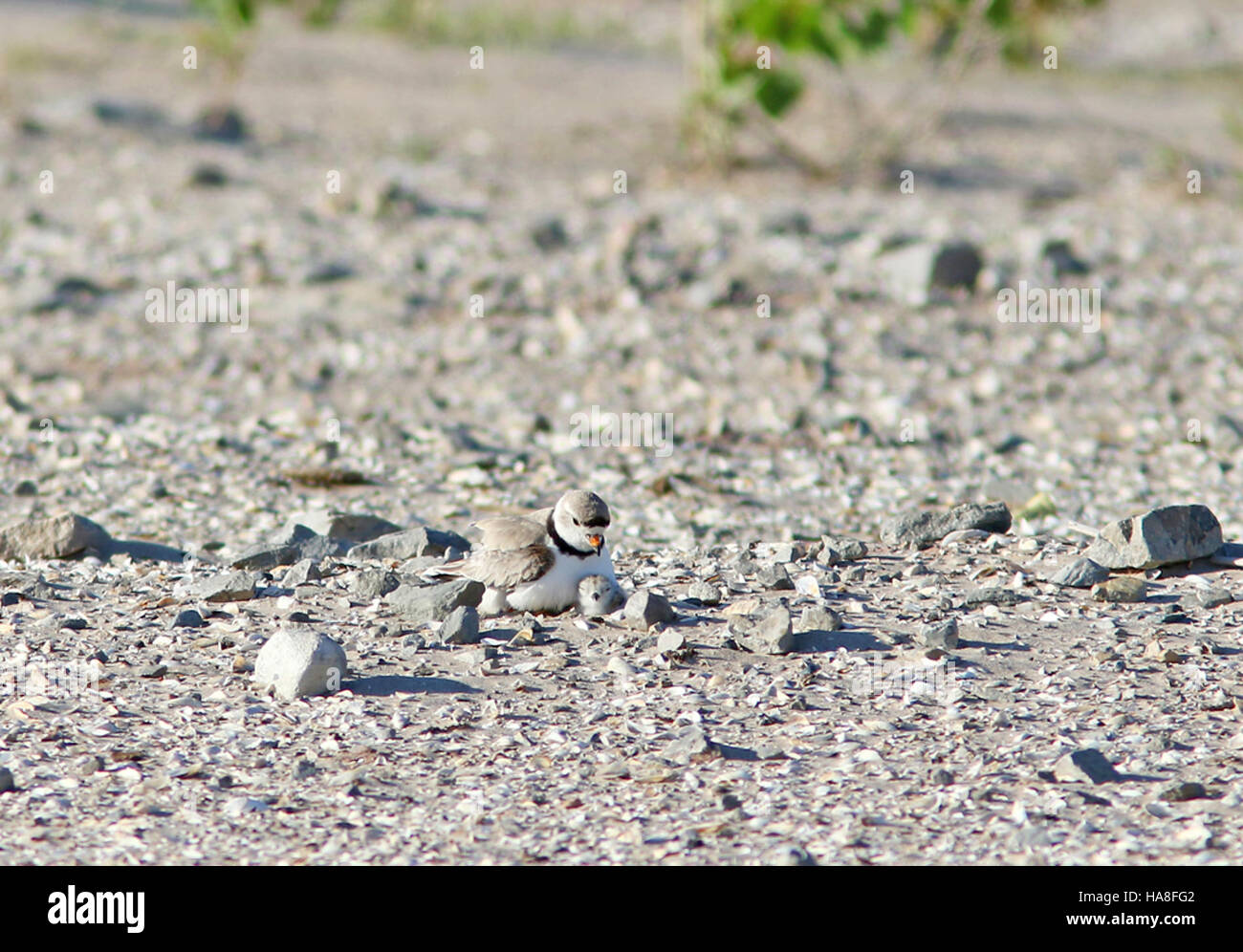 Un Piping Plover con il suo pulcino, una specie nota per il suo status di pericolo. L'immagine mette in evidenza l'habitat naturale dell'uccello e gli sforzi di conservazione per proteggere questi uccelli costieri. Foto Stock