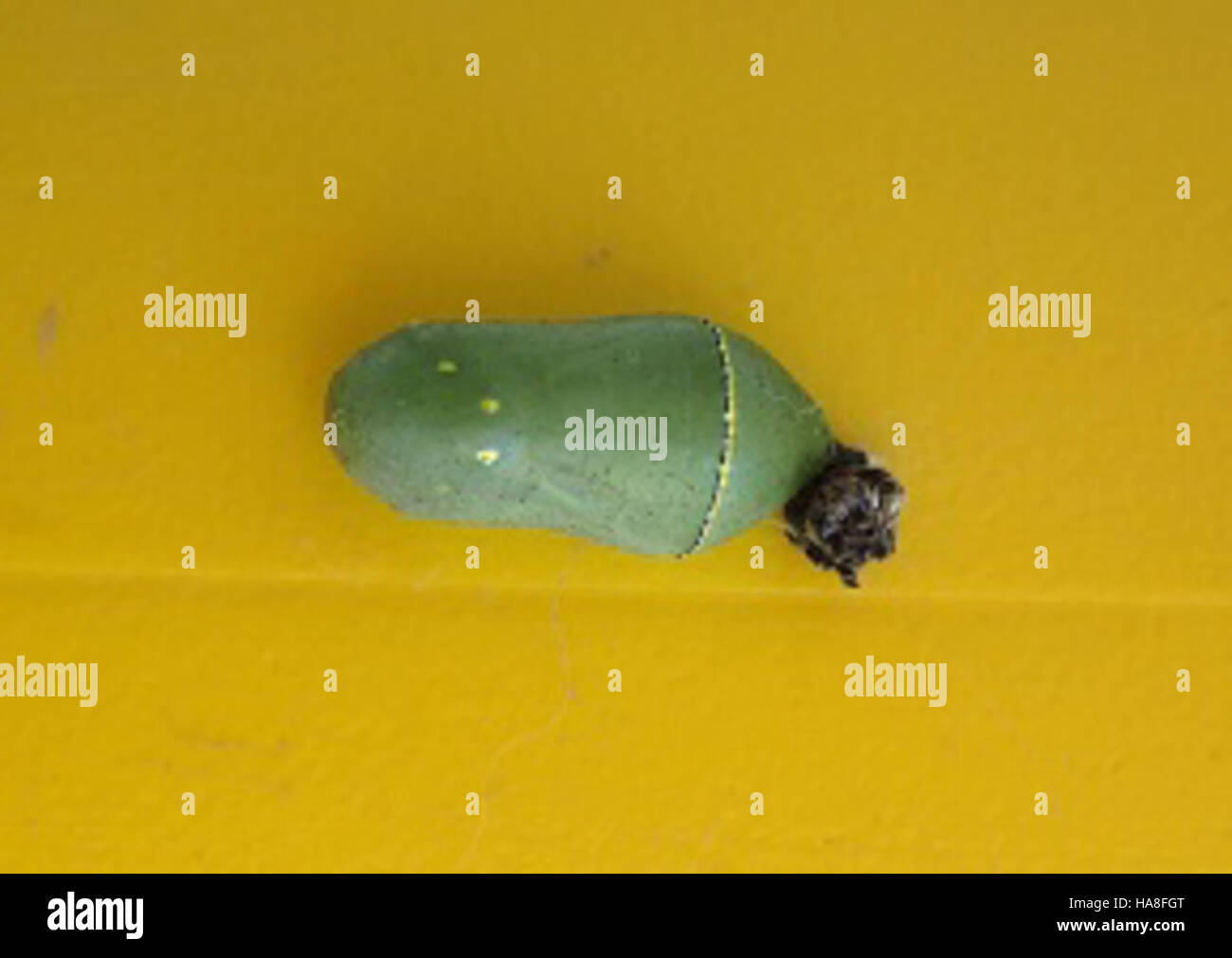 Questa immagine raffigura una crisalis monarca presso il Jordan River National Fish Hatchery nel Michigan. La crisalide è una fase cruciale del ciclo di vita della farfalla, che riflette l’importanza ecologica dell’incubatoio nel sostenere la conservazione della fauna selvatica locale. Foto Stock