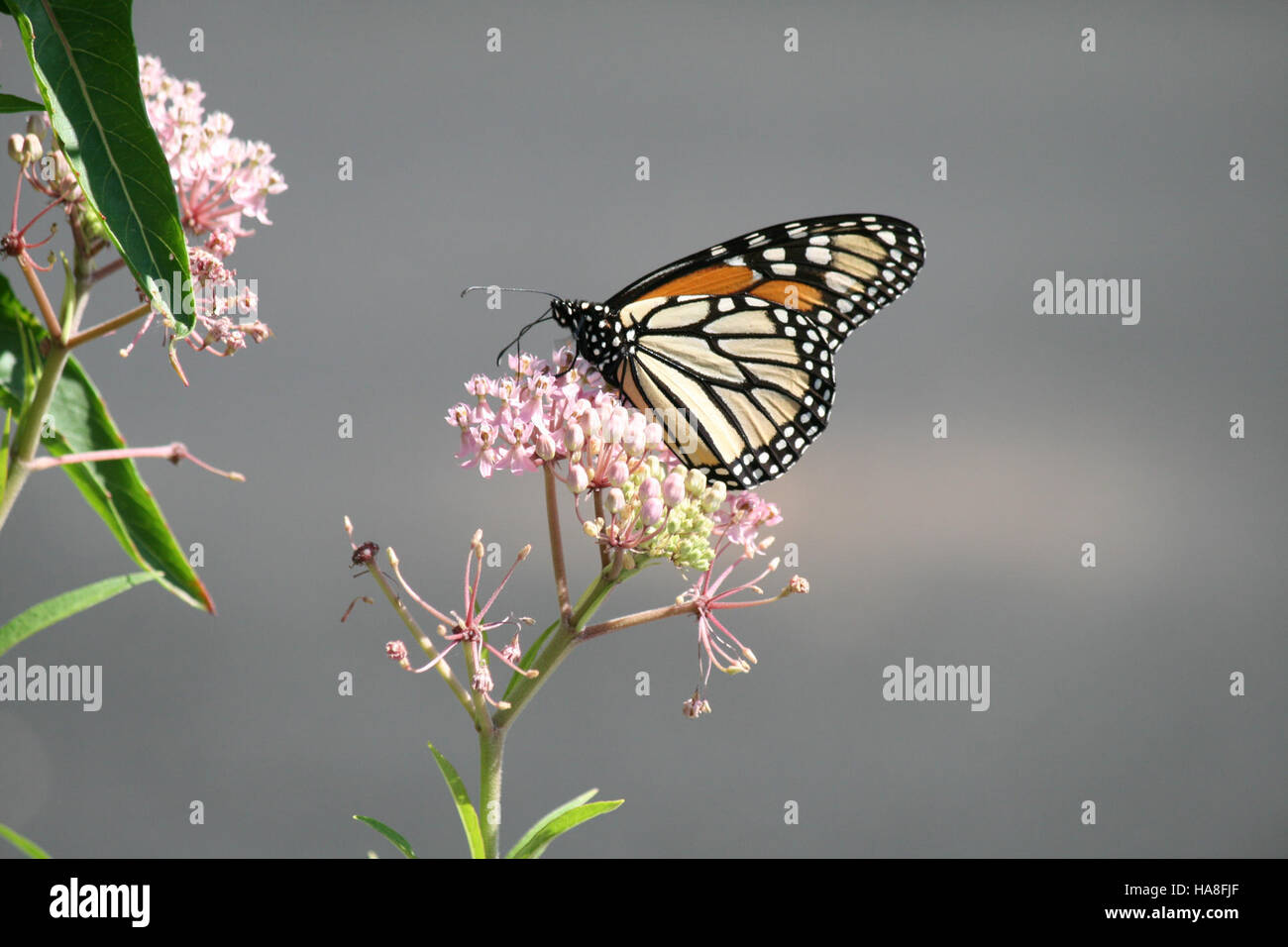 28789684142 usfwsmidwest farfalla monarca in Ohio Foto Stock