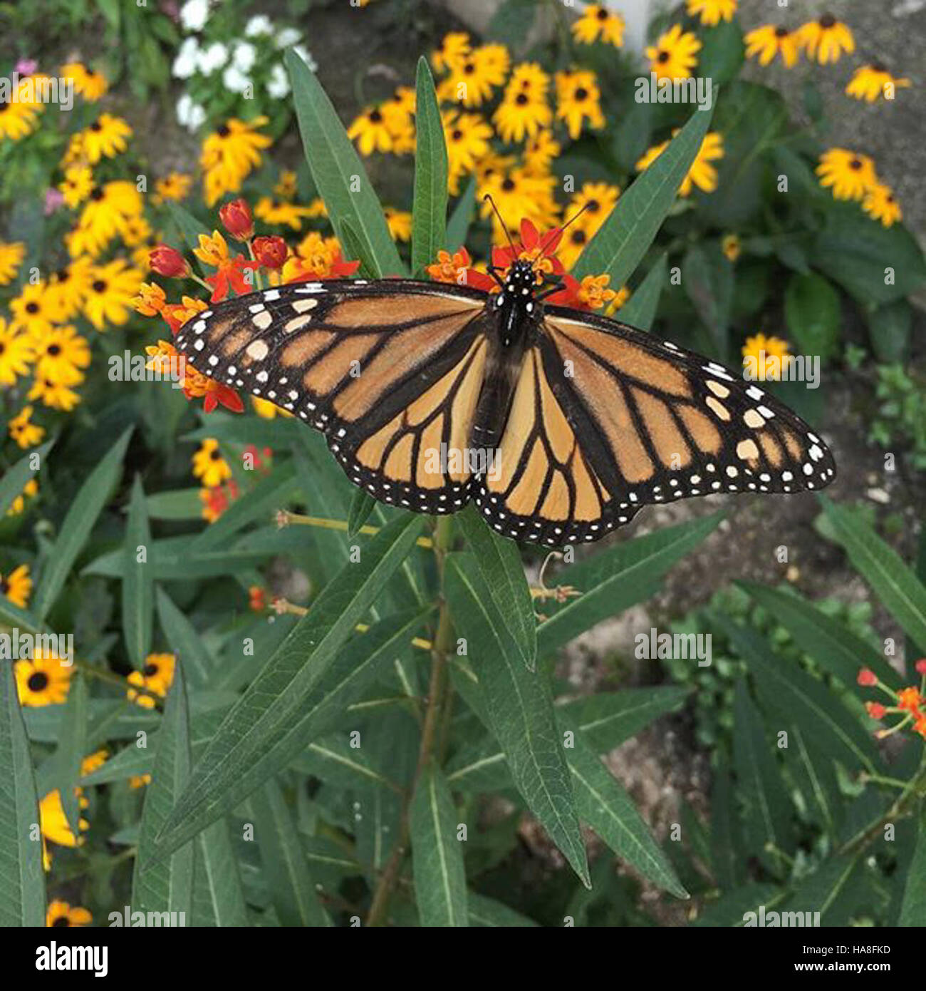 La farfalla Monarch è una specie ben nota riconosciuta per le sue distintive ali ali arancioni e nere. Questa immagine cattura la farfalla nel suo habitat naturale, riflettendo i suoi modelli migratori e il significato ecologico. Foto Stock