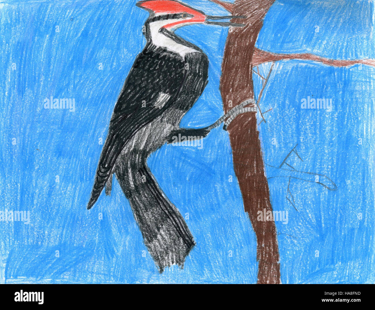 Questa immagine mostra un picchio pileato, fotografato da Sean Cherry a Gallatin, Missouri. Il picchio pileato è un grande uccello noto per la sua caratteristica cresta rossa e il potente becco utilizzato per forare gli alberi per cibo e nidificazione. Foto Stock