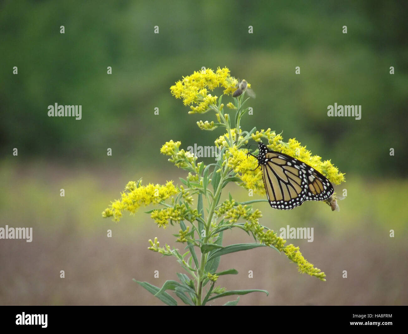 Una farfalla Monarch è osservata nel New Jersey, una parte del suo percorso migratorio. Le farfalle monarca sono note per la loro migrazione a lunga distanza, e questo avvistamento sottolinea l'importanza degli habitat lungo il loro viaggio. Foto Stock