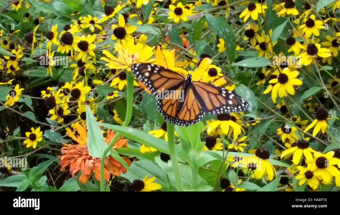 Questa immagine, etichettata "usfwsmidwest 29367597425", presenta una farfalla Monarch in Illinois. Conosciuto per i suoi modelli migratori, il Monarch è un simbolo di resilienza ed importanza ecologica negli Stati Uniti Midwest la sua migrazione stagionale è un evento critico nell'ecosistema locale. Foto Stock