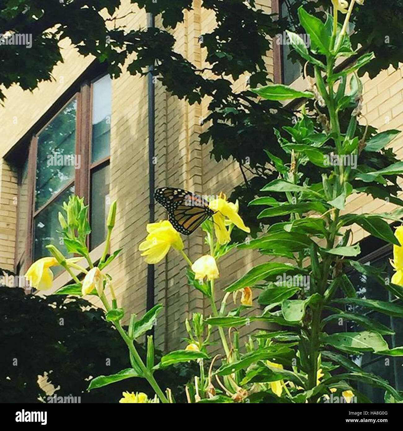 Questa fotografia cattura la farfalla Monarch, una specie nota per le sue distintive ali ali arancioni e nere. L'immagine sottolinea la delicata bellezza e gli intricati motivi della farfalla, originaria del Nord America. Foto Stock