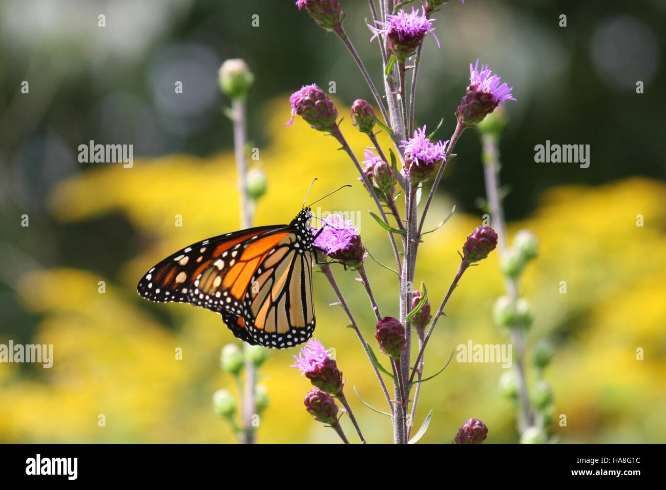 La Monarch Butterfly, un simbolo di migrazione, è catturata in questa immagine scattata in Iowa. Nota per il suo lungo viaggio migratorio, la presenza di questa farfalla nel Midwest dimostra il suo ruolo critico nell'impollinazione e la sua importanza per l'ecosistema. Foto Stock