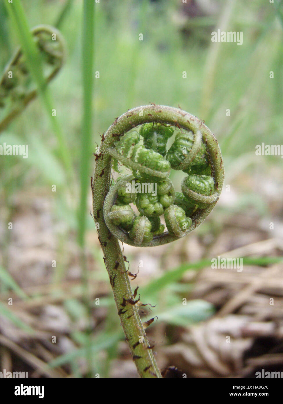 Una felce fiddlehead fotografata da Ashley Hitt in un'area gestita dal Fish and Wildlife Service degli Stati Uniti, che mette in evidenza la bellezza naturale e il significato ecologico degli ecosistemi del parco del Midwest. Foto Stock