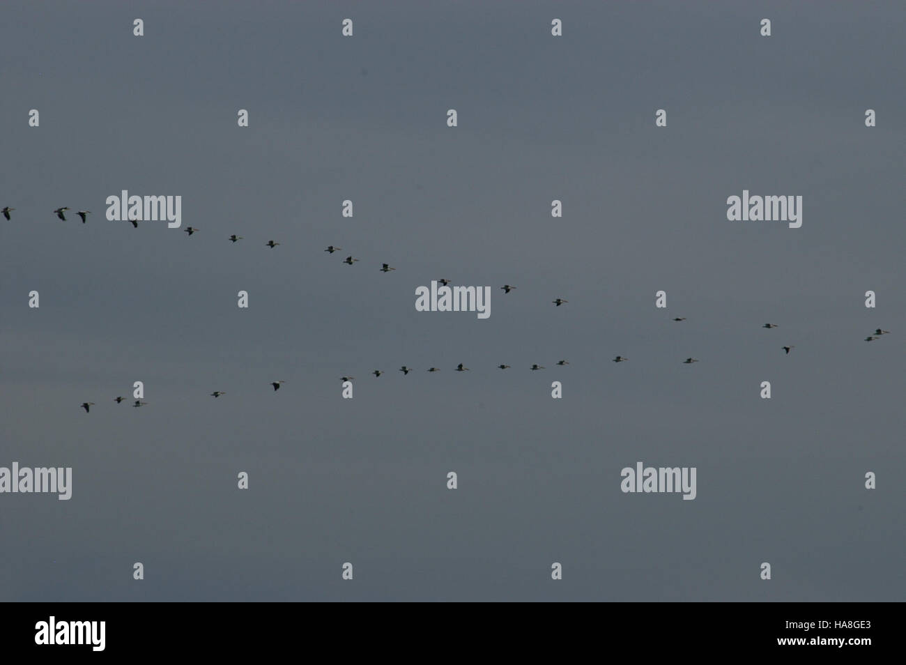 Questa immagine cattura un gruppo di pellicani in volo su un parco nazionale, evidenziando il loro aggraziato movimento in natura. Il comportamento naturale e l'habitat dei pellicani sono elementi chiave dell'ecosistema del parco. Foto Stock