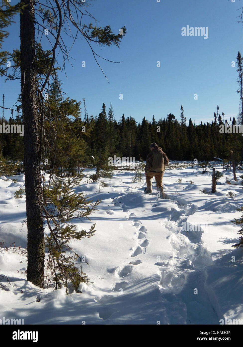 5323944929 usfwsmidwest Febbraio 2010 Lynx Tracking MN SNF 040 TCatton SNF Foto Stock