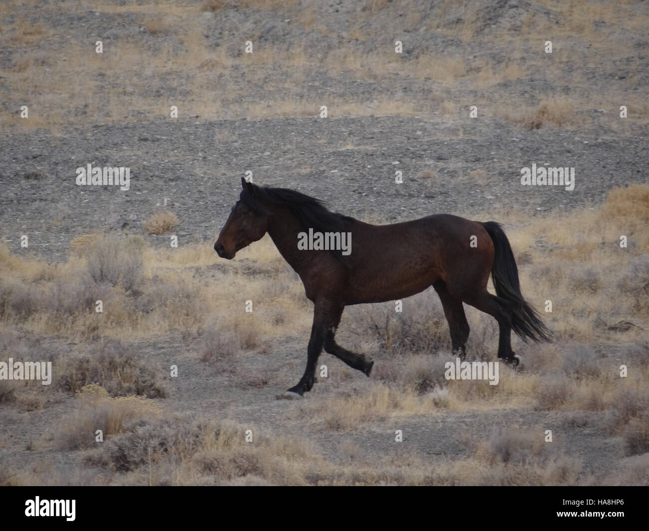 6669940147 blmnevada Tri-State Calico WH&B raccogliere Foto Stock