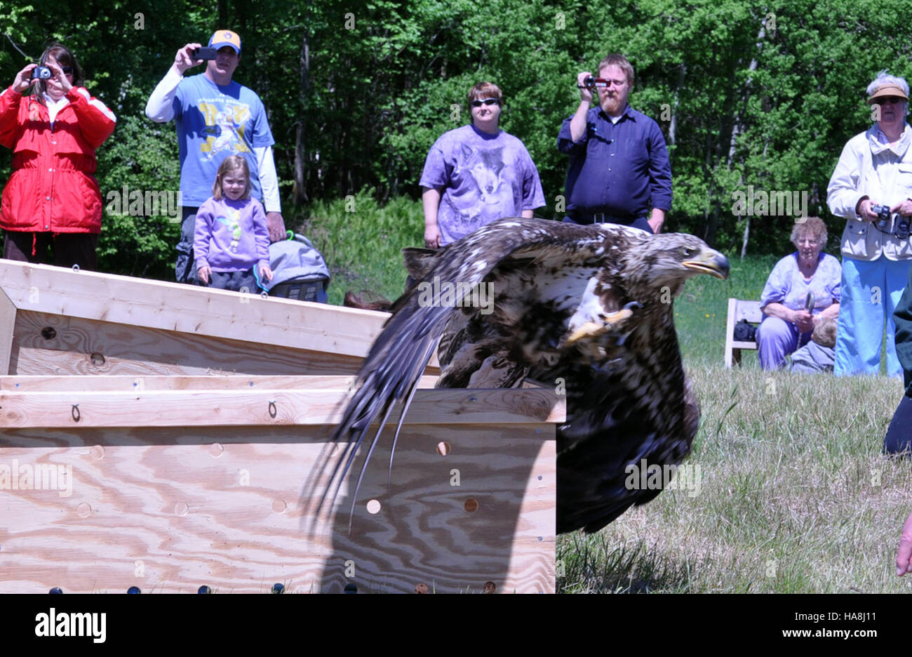 Un'aquila giovanile, dopo la riabilitazione, è stata rilasciata con successo in natura, segnando un significativo successo per la conservazione. Questa versione supporta gli sforzi di recupero delle popolazioni di aquile in pericolo negli Stati Uniti. Foto Stock
