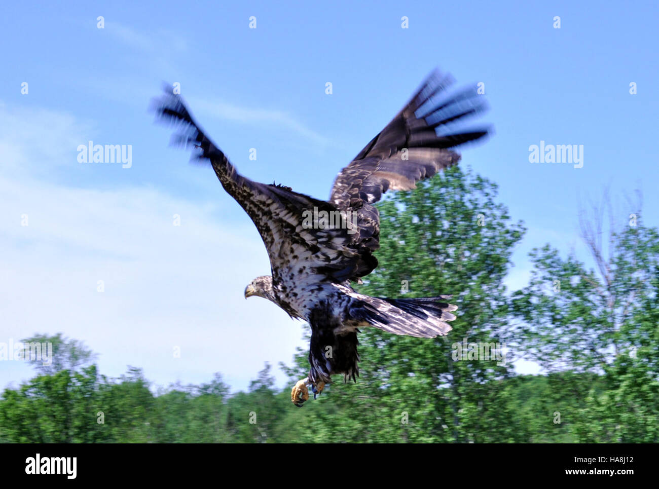 Un giovane uccello in volo, che mostra l'agilità e il movimento tipici della giovane fauna selvatica nei parchi nazionali di tutti gli Stati Uniti. Questa scena mette in risalto la vivace vita e gli habitat naturali delle regioni protette. L'immagine cattura l'importanza degli sforzi di conservazione per sostenere le popolazioni della fauna selvatica nelle loro prime fasi di sviluppo. Foto Stock