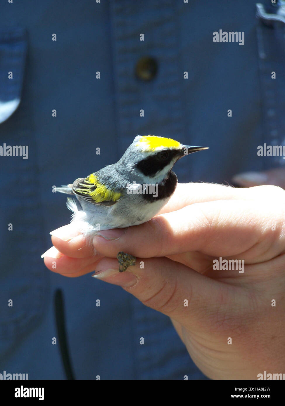 5852598515 usfwsmidwest Golden Winged trillo Foto Stock