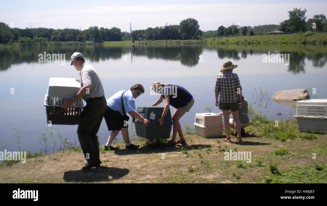 Lo U.S. Fish and Wildlife Service prepara gli uccelli per il rilascio lungo le rive del lago per ripristinare le popolazioni faunistiche e sostenere gli ecosistemi locali. Tali sforzi mirano a reintrodurre le specie nei loro habitat naturali e a garantirne la sopravvivenza in natura, contribuendo agli sforzi in materia di biodiversità e conservazione. Foto Stock