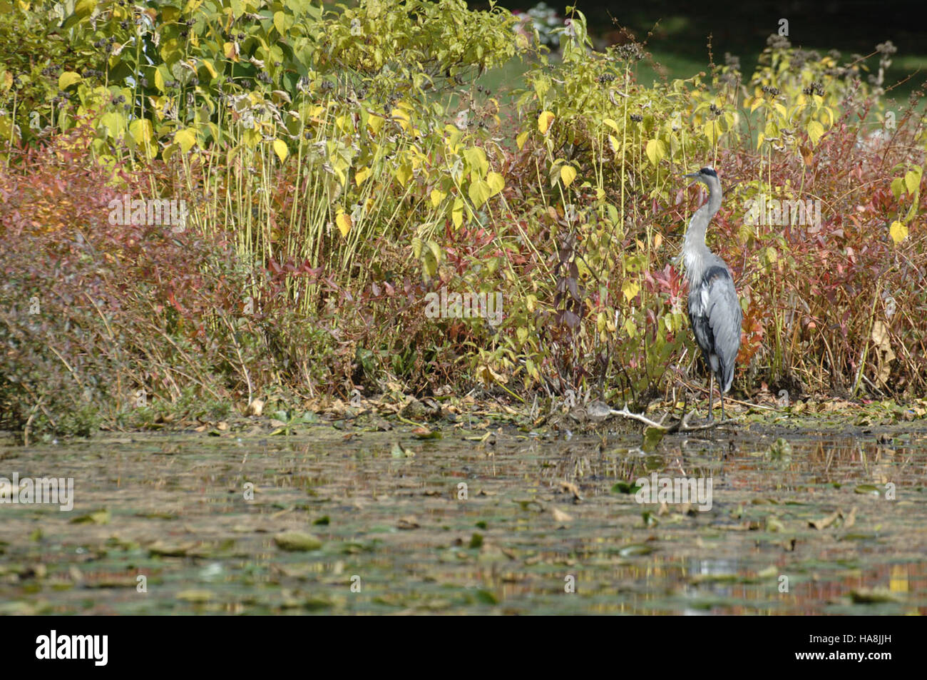 Aironi e altri animali selvatici sono comunemente osservati nei parchi nazionali, dove le attività acquatiche come il kayak, il pattinaggio su ghiaccio e la pesca sono popolari tra i visitatori, contribuendo al turismo del parco e all'apprezzamento ambientale. Foto Stock