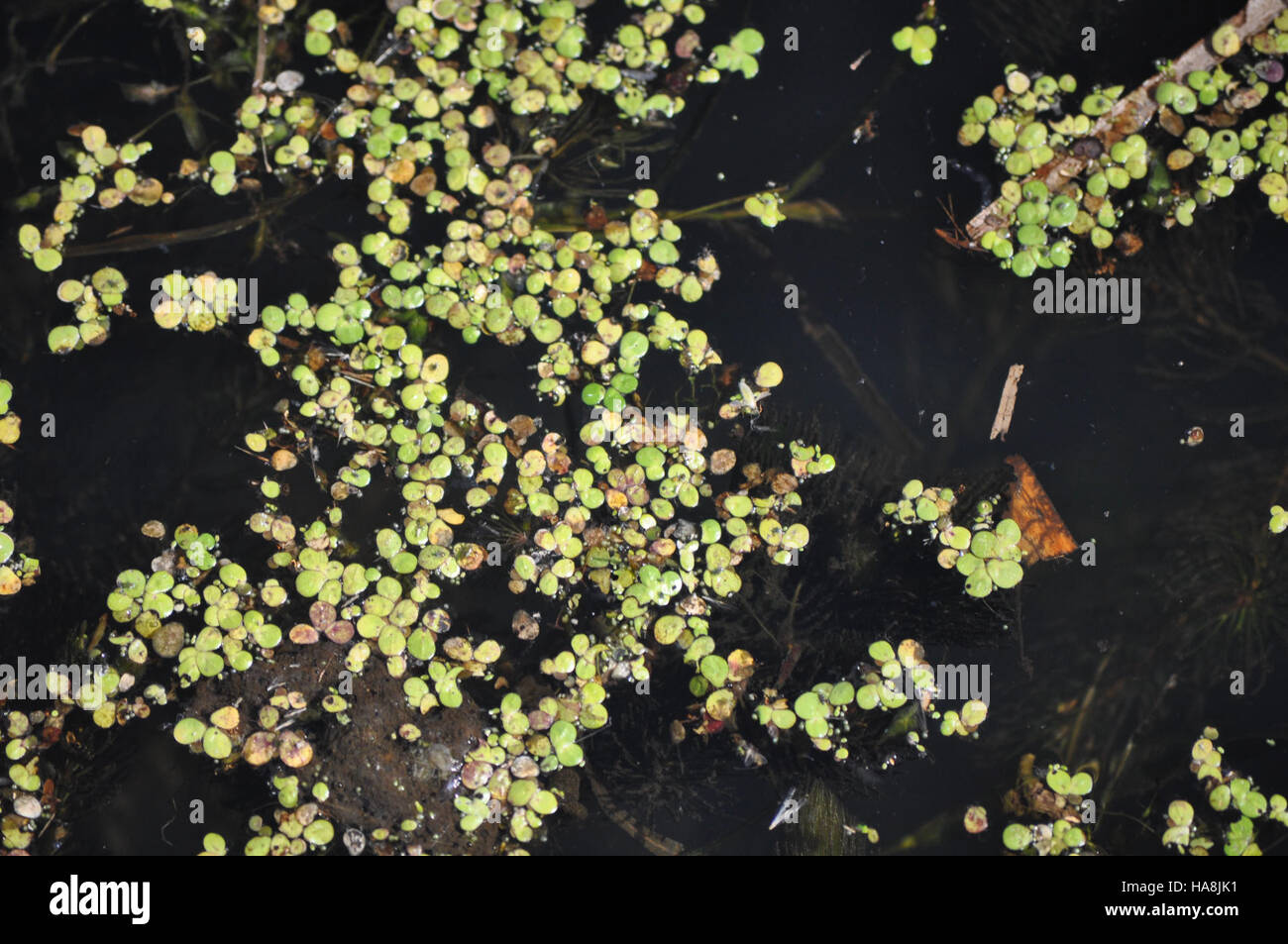 L'anatra, una piccola pianta acquatica, viene studiata in un parco nazionale per comprenderne il ruolo negli ecosistemi. Questa ricerca si concentra sul suo impatto sulla qualità dell'acqua e sul suo potenziale per la produzione di biocarburanti. Foto Stock