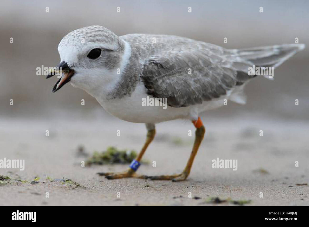 Un Piping Plover fotografato da Jerry Goldner, che mostra la bellezza e l'importanza di questa specie minacciata, parte degli sforzi in corso per la conservazione della fauna selvatica nei parchi nazionali degli Stati Uniti. Foto Stock