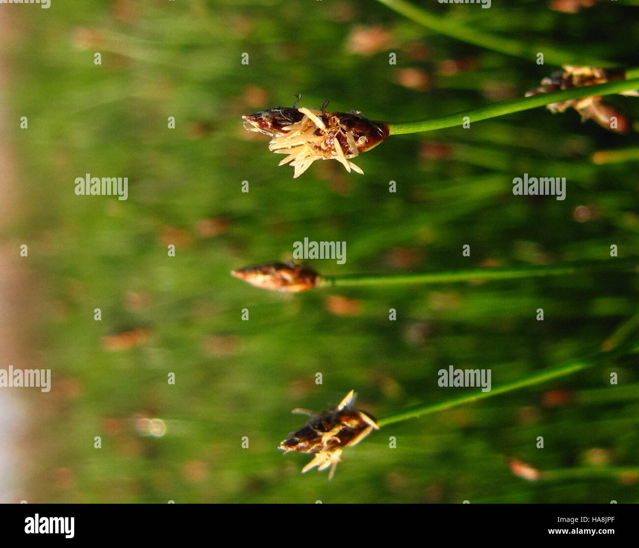 Spike Rush, una specie di piante paludose autoctone, prospera negli ambienti acquatici del parco nazionale. La sua presenza sostiene la biodiversità locale fornendo habitat cruciali per varie specie di fauna selvatica. Foto Stock